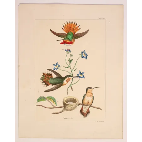 The Hummingbird's Nest | Original Reichenbach Hummingbird Engraving (1855–1860)