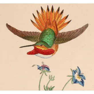 The Hummingbird's Nest | Original Reichenbach Hummingbird Engraving (1855–1860)
