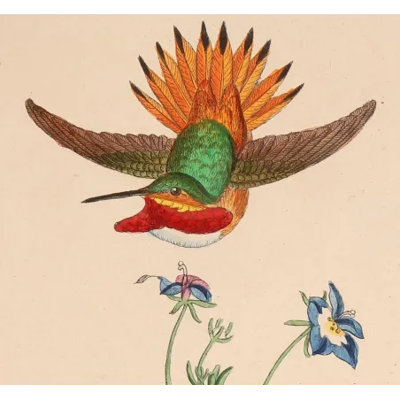The Hummingbird's Nest | Original Reichenbach Hummingbird Engraving (1855–1860)