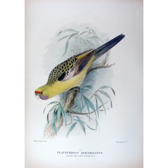 Pale Yellow Parrot by Roland Green – The Birds of Australia