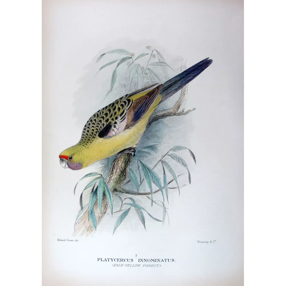 Pale Yellow Parrot by Roland Green – The Birds of Australia Pale Yellow Parrot by Roland Green – The Birds of Australia