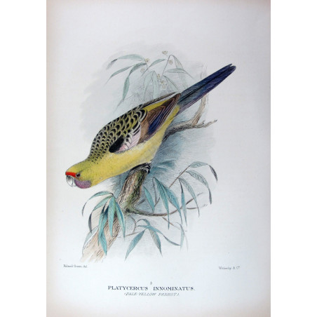 Pale Yellow Parrot by Roland Green – The Birds of Australia