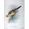 Pale Yellow Parrot (*Platycercus x. innominatus*) – Original lithograph by Green, Mathews (1910–27)