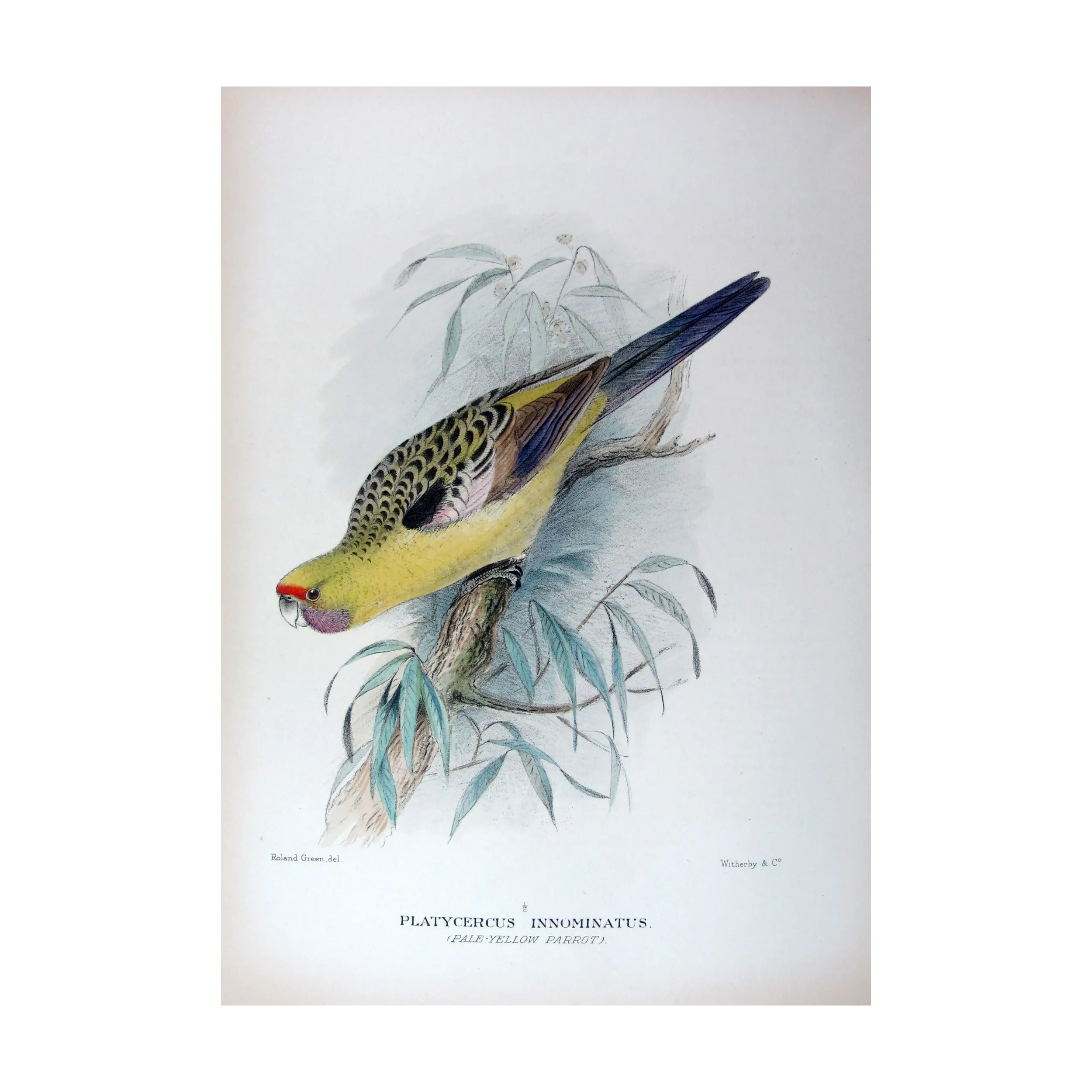 Pale Yellow Parrot by Roland Green – The Birds of Australia