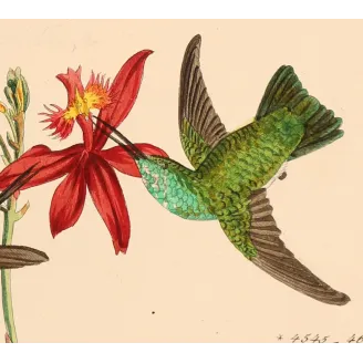 Emerald Wings Among Scarlet Blossoms | Original Reichenbach Hummingbird Engraving