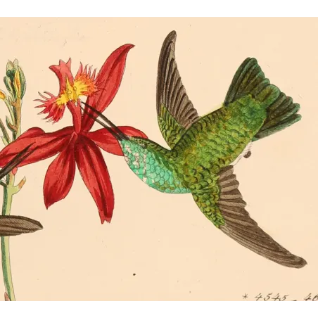 Emerald Wings Among Scarlet Blossoms | Original Reichenbach Hummingbird Engraving