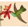 Esmeralda, Euchloris and Maculicollis Hummingbirds with Achimenes and Epidendrum – Hand-Colored Engraving by Reichenbach,  Print