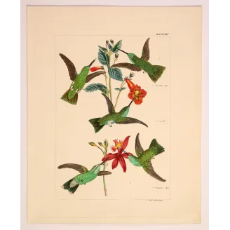 Emerald Wings Among Scarlet Blossoms | Original Reichenbach Hummingbird Engraving