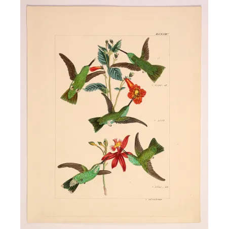Emerald Wings Among Scarlet Blossoms | Original Reichenbach Hummingbird Engraving