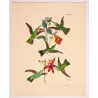 Esmeralda, Euchloris and Maculicollis Hummingbirds with Achimenes and Epidendrum – Hand-Colored Engraving by Reichenbach,  Print