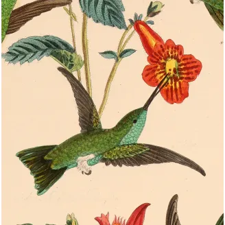 Emerald Wings Among Scarlet Blossoms | Original Reichenbach Hummingbird Engraving