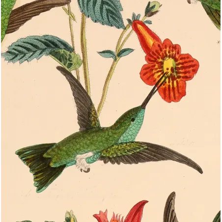 Emerald Wings Among Scarlet Blossoms | Original Reichenbach Hummingbird Engraving