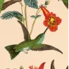 Esmeralda, Euchloris and Maculicollis Hummingbirds with Achimenes and Epidendrum – Hand-Colored Engraving by Reichenbach,  Print