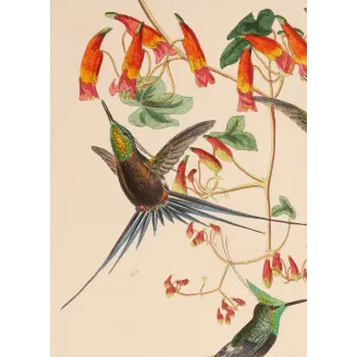Grace in the Canopy | Original Reichenbach Hummingbird Engraving (Plate 815)