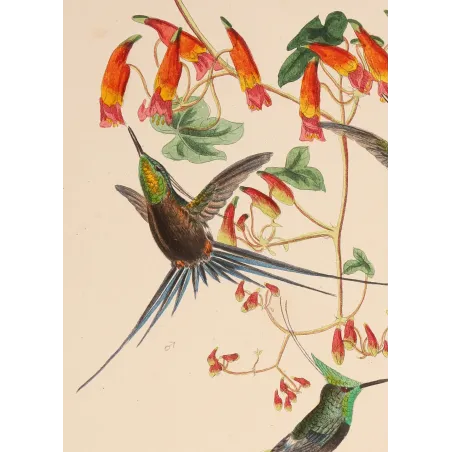 Grace in the Canopy | Original Reichenbach Hummingbird Engraving (Plate 815)