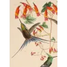 Historical Sylphae Hummingbirds with Tropical Orchid – Original Hand-Colored Engraving by Ludwig Reichenbach, Antique Print
