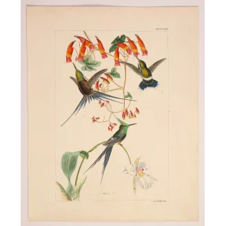 Grace in the Canopy | Original Reichenbach Hummingbird Engraving (Plate 815)