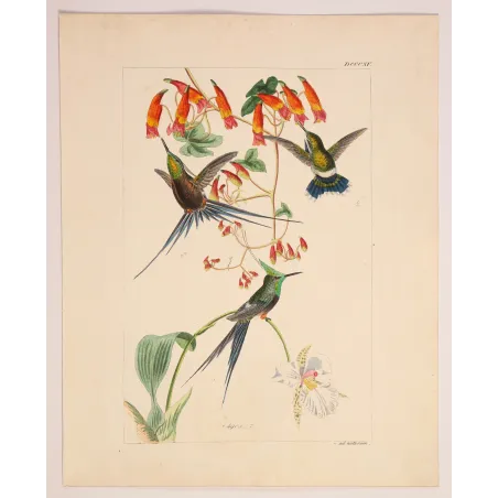 Grace in the Canopy | Original Reichenbach Hummingbird Engraving (Plate 815)