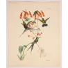 Historical Sylphae Hummingbirds with Tropical Orchid – Original Hand-Colored Engraving by Ludwig Reichenbach, Antique Print