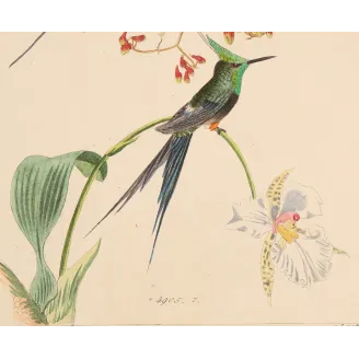 Grace in the Canopy | Original Reichenbach Hummingbird Engraving (Plate 815)