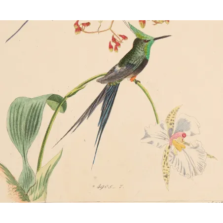 Grace in the Canopy | Original Reichenbach Hummingbird Engraving (Plate 815)
