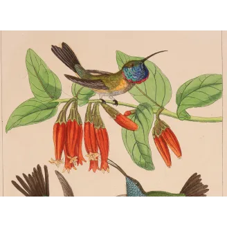 Guardians of the Nest | Original Reichenbach Hummingbird Engraving
