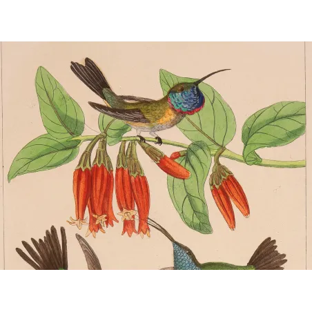 Guardians of the Nest | Original Reichenbach Hummingbird Engraving
