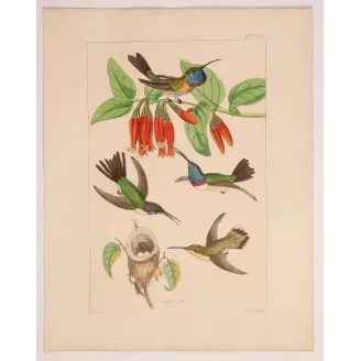 Guardians of the Nest | Original Reichenbach Hummingbird Engraving
