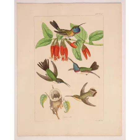Guardians of the Nest | Original Reichenbach Hummingbird Engraving