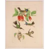 Historical Hummingbirds with Nest and Tubular Tropical Blossoms – Original Hand-Colored Engraving by Reichenbach, Antique Print