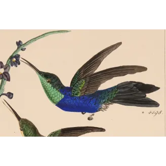 Sapphire and Emerald | Original Reichenbach Hummingbird Engraving