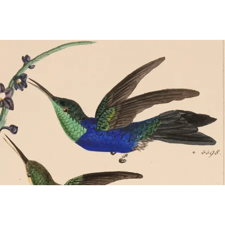 Sapphire and Emerald | Original Reichenbach Hummingbird Engraving