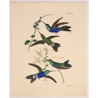 Sapphire and Emerald | Original Reichenbach Hummingbird Engraving