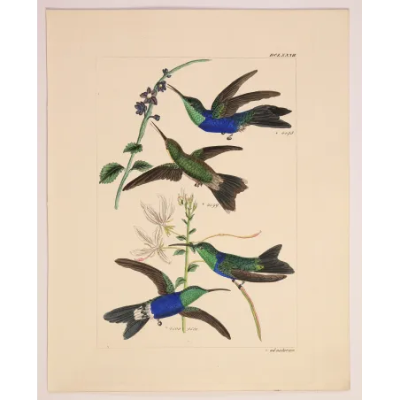 Sapphire and Emerald | Original Reichenbach Hummingbird Engraving