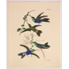 Fork-tailed & Violet-capped Woodnymphs with Stachytarpheta and Cleome | Antique Engraving
