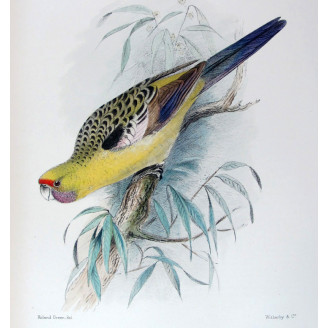 Pale Yellow Parrot by Roland Green – The Birds of Australia