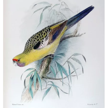 Pale Yellow Parrot by Roland Green – The Birds of Australia