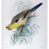 Pale Yellow Parrot (*Platycercus x. innominatus*) – Original lithograph by Green, Mathews (1910–27)