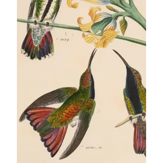 Nature's Perfect Design | Original Mango Hummingbird Engraving by Reichenbach