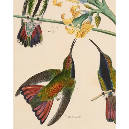 Nature's Perfect Design | Original Mango Hummingbird Engraving by Reichenbach