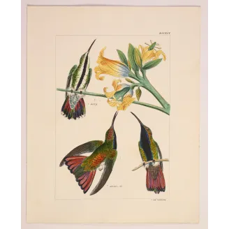 Nature's Perfect Design | Original Mango Hummingbird Engraving by Reichenbach