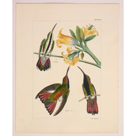 Nature's Perfect Design | Original Mango Hummingbird Engraving by Reichenbach