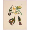 Jamaican Mango (Anthracothorax mango) – Original Hand-Colored Engraving by Ludwig Reichenbach, Antique Print
