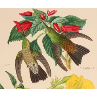 Nature's Living Palette | Original Reichenbach Hummingbird Engraving