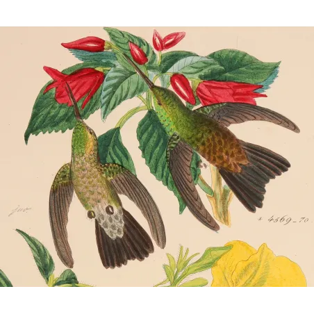 Nature's Living Palette | Original Reichenbach Hummingbird Engraving