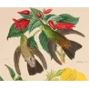 Sparkling-tailed Hummingbird (Tilmatura lepida) – Original Hand-Colored Engraving by Ludwig Reichenbach, Antique Print