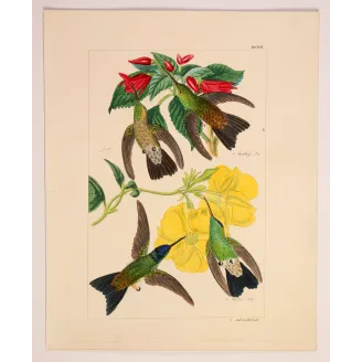 Nature's Living Palette | Original Reichenbach Hummingbird Engraving