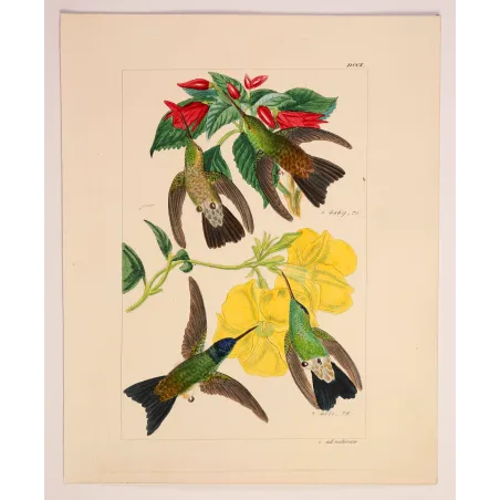 Nature's Living Palette | Original Reichenbach Hummingbird Engraving