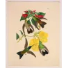 Sparkling-tailed Hummingbird (Tilmatura lepida) – Original Hand-Colored Engraving by Ludwig Reichenbach, Antique Print