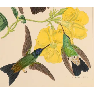 Nature's Living Palette | Original Reichenbach Hummingbird Engraving